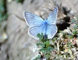 summer azure butterfly thumbnail
