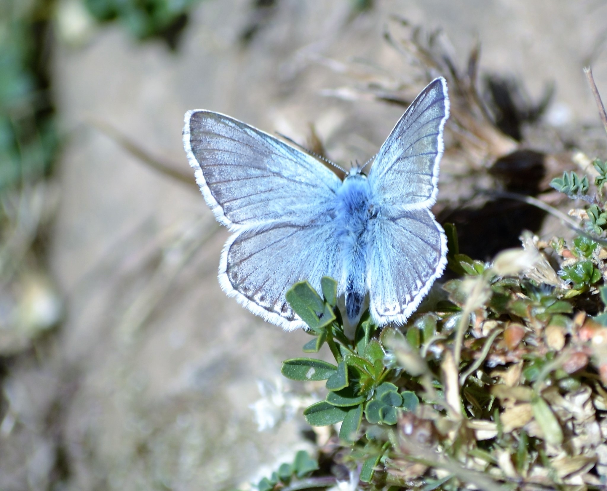summer azure butterfly