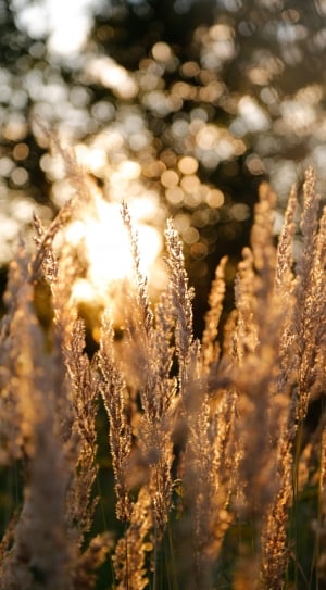 brown wheats during daytime thumbnail