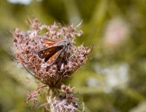 brown and orange moth thumbnail