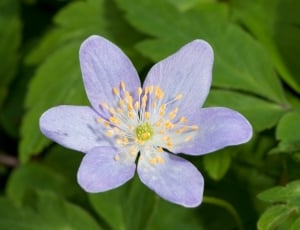 Wood Anemone, Flower, Bloom, Blue, flower, petal thumbnail