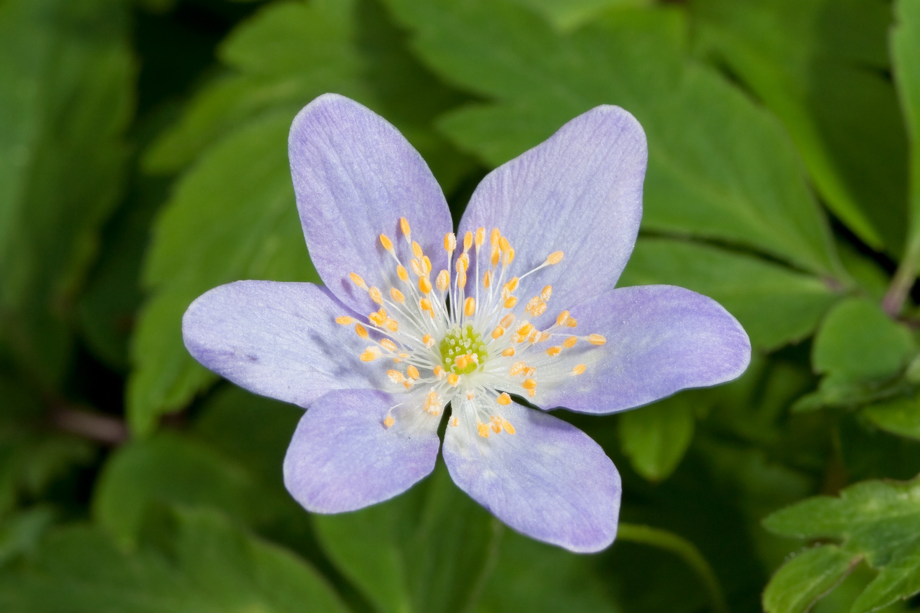 Wood Anemone, Flower, Bloom, Blue, flower, petal