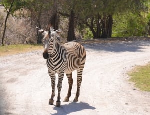 zebra on a road thumbnail