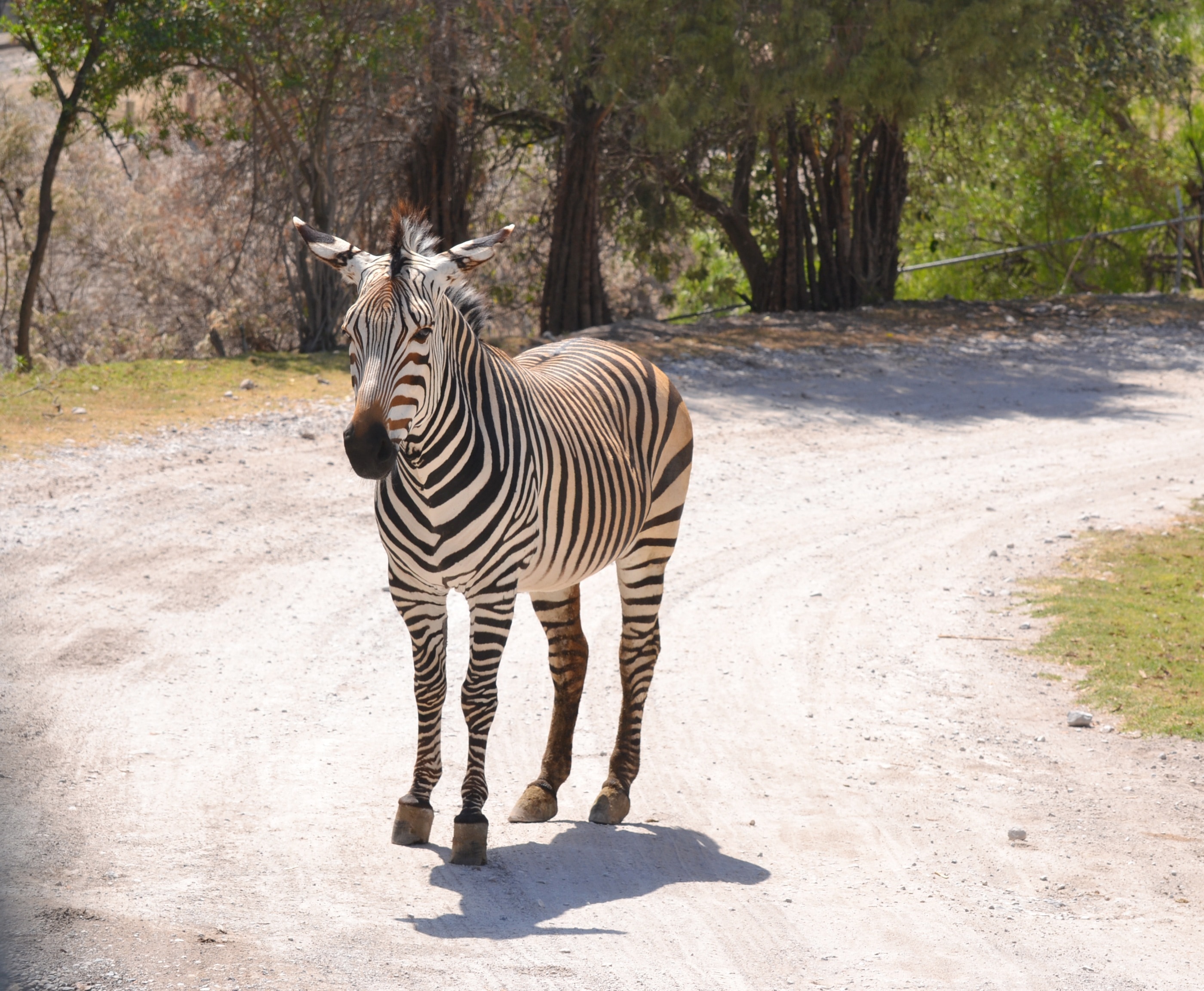 zebra on a road