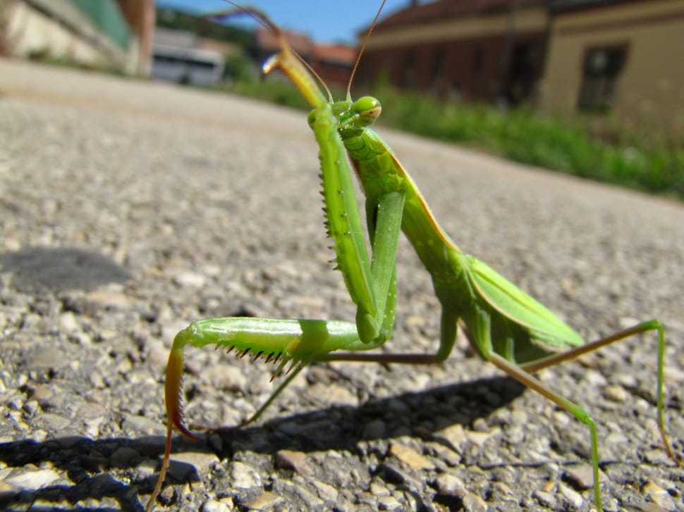 Street, Animal, Praying Mantis, Insect, no people, green color preview