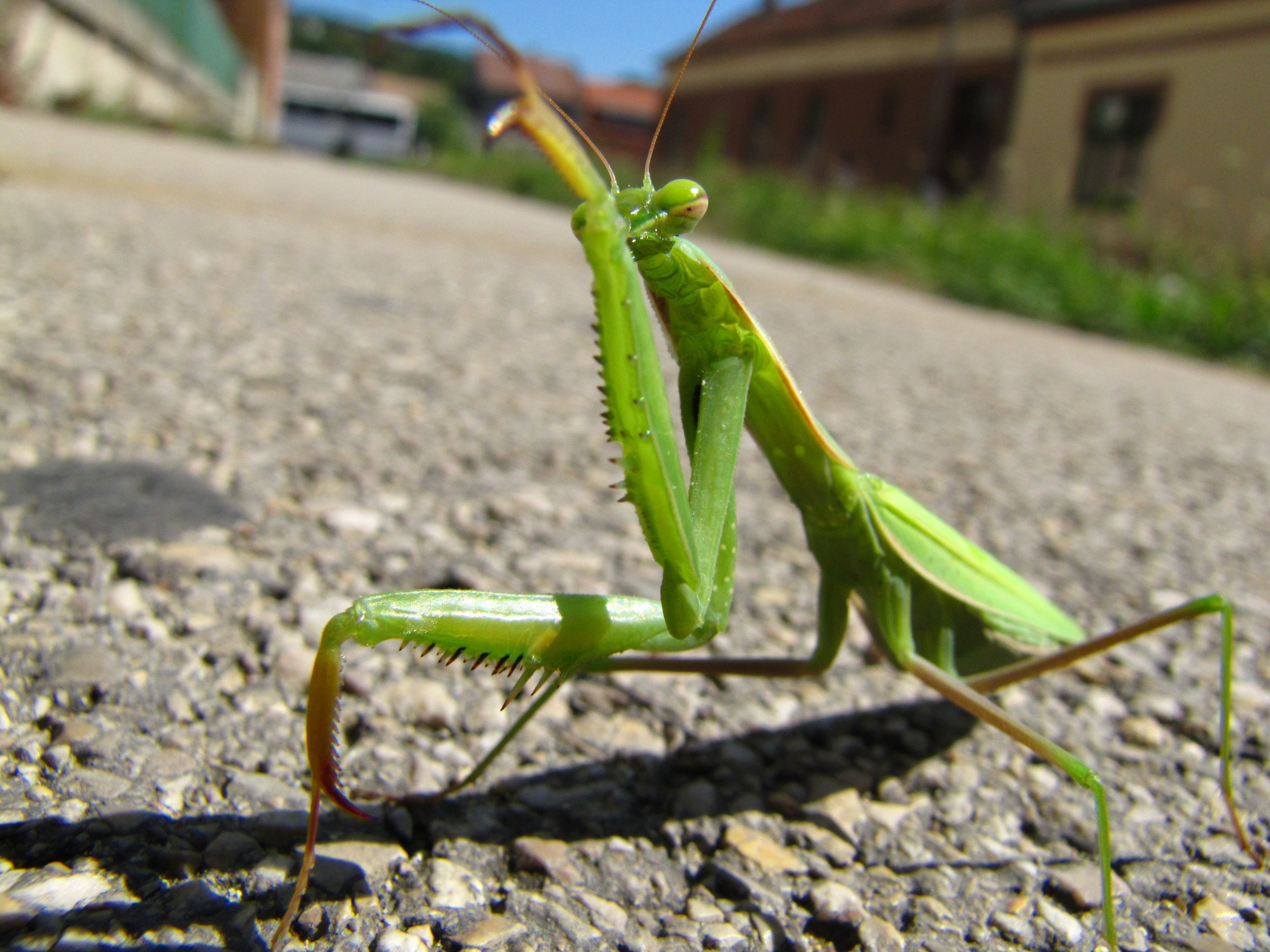 Street, Animal, Praying Mantis, Insect, no people, green color