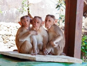 three grey and beige monkey thumbnail