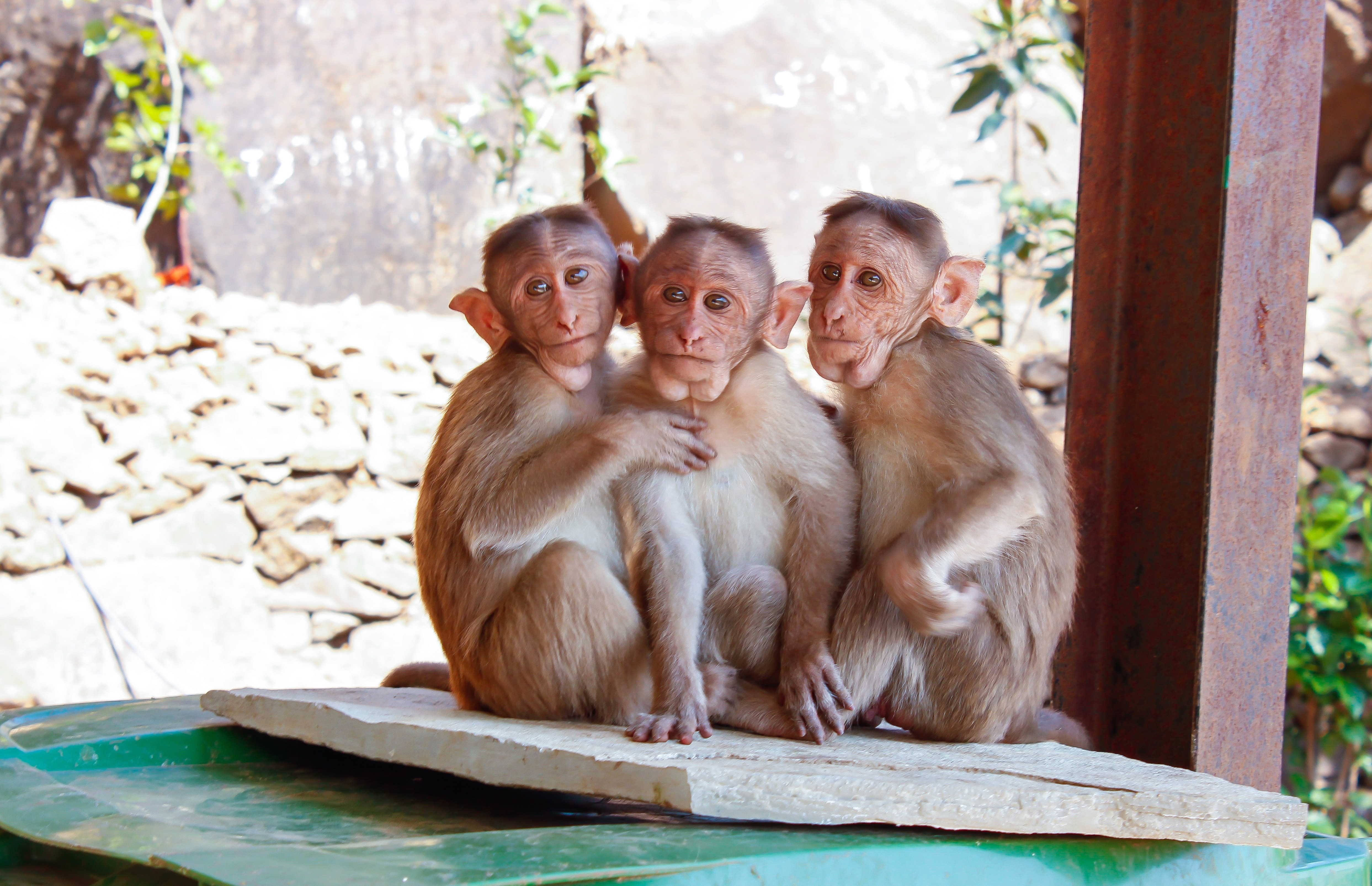 three grey and beige monkey