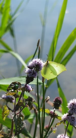 Gonepteryx Rhamni, Butterfly, Insect, flower, nature thumbnail