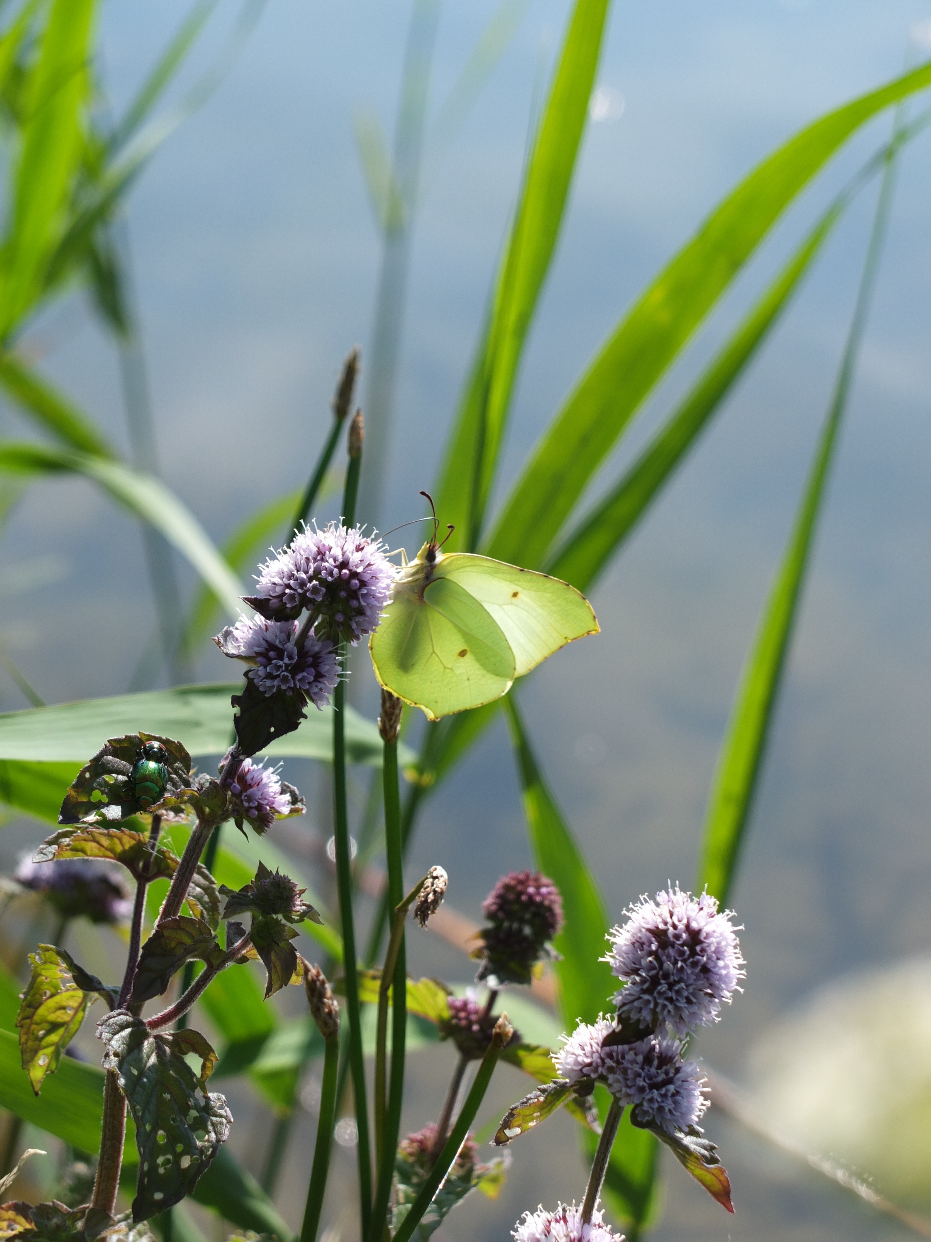 Gonepteryx Rhamni, Butterfly, Insect, flower, nature
