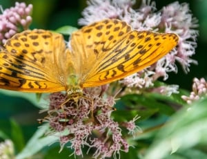 Butterfly, Close, Orange, Insect, flower, insect thumbnail