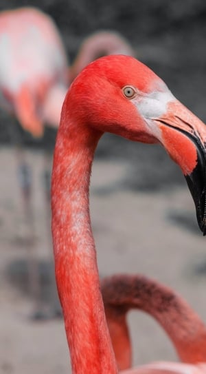 Flamingo, Red, Pink, Long Neck, Bird, bird, one animal thumbnail
