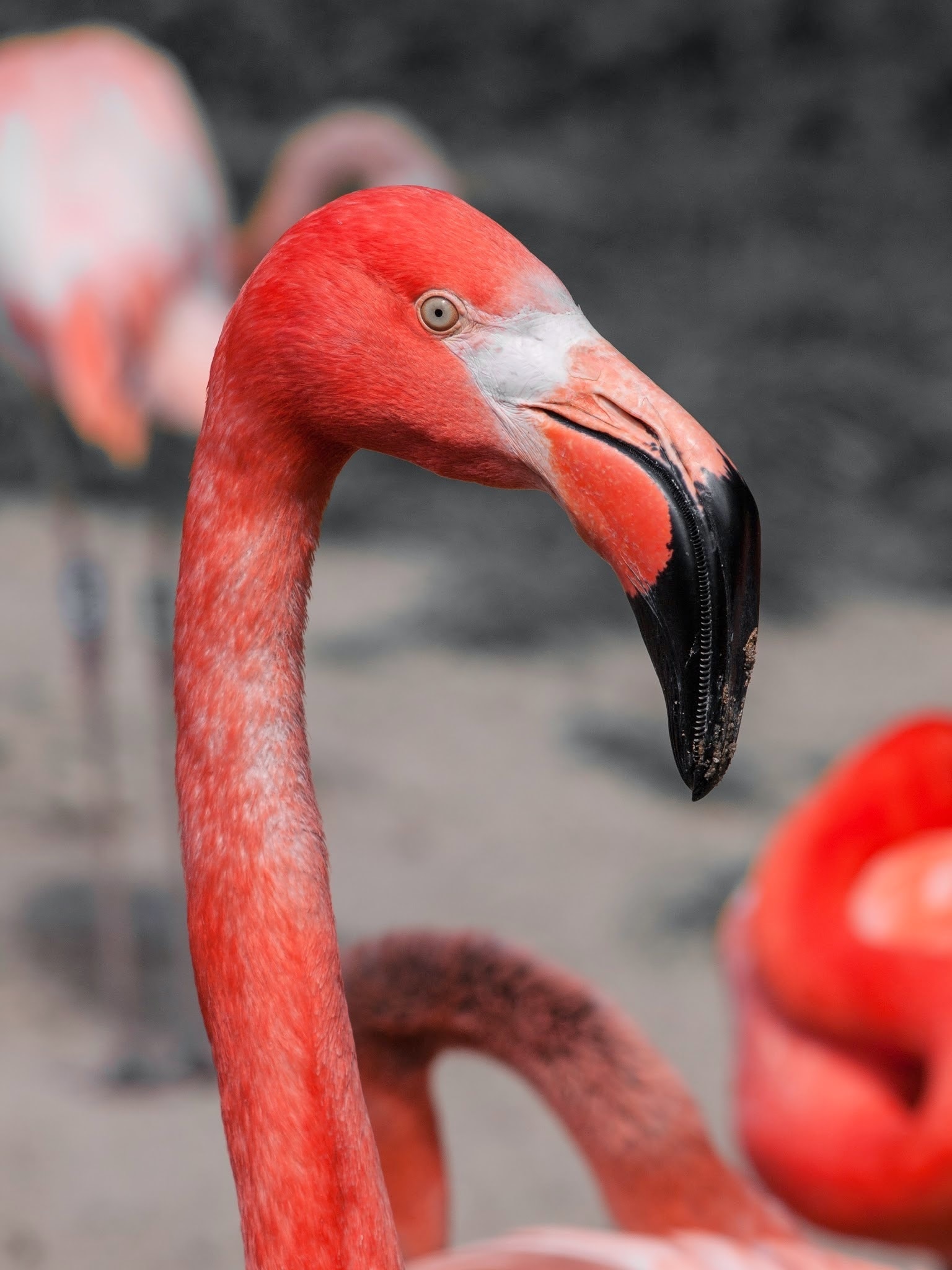 Flamingo, Red, Pink, Long Neck, Bird, bird, one animal