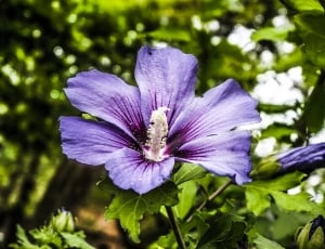 purple 6 petaled flower thumbnail