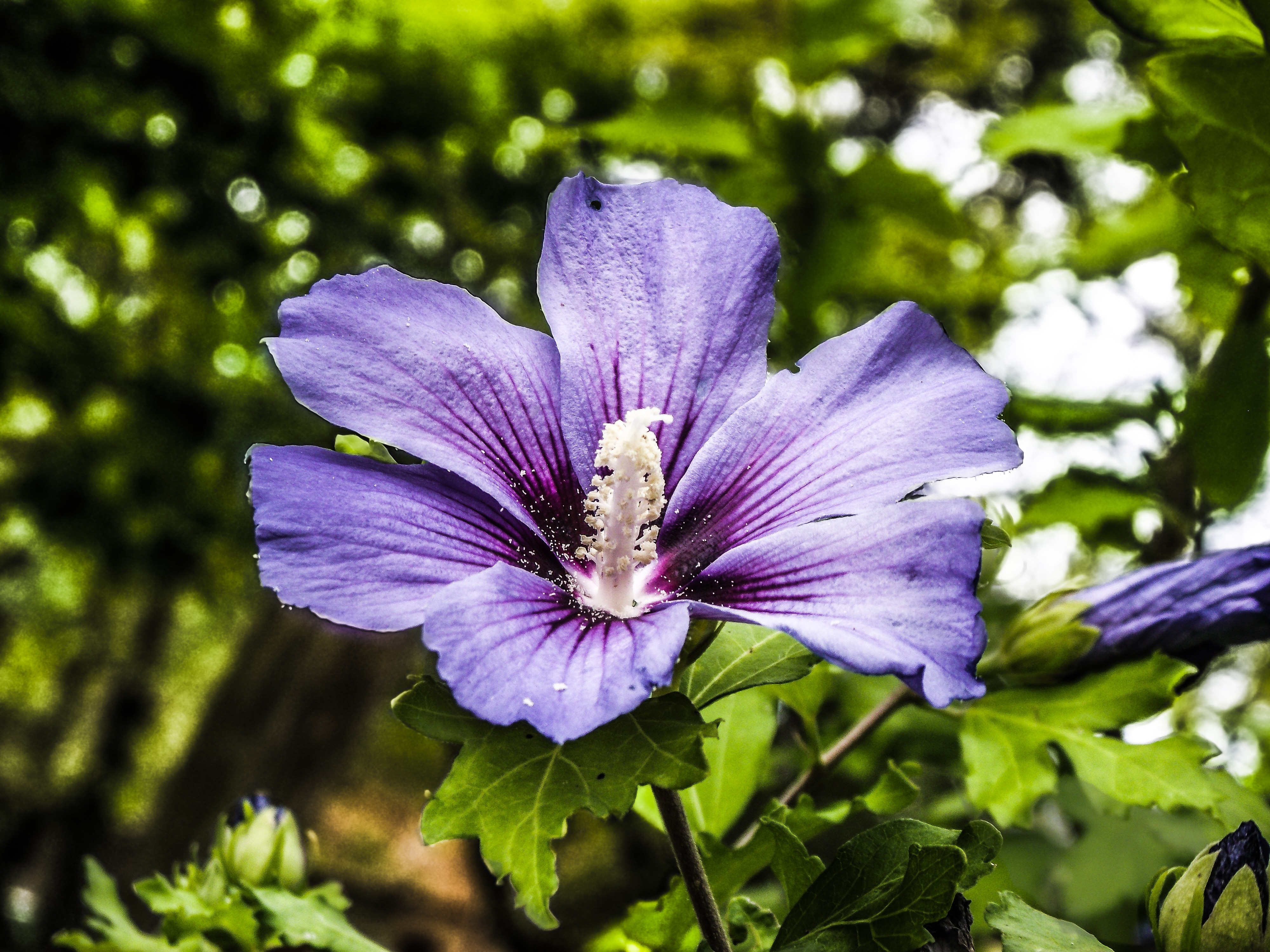 purple 6 petaled flower