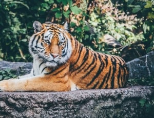 tiger lying in gray rock thumbnail