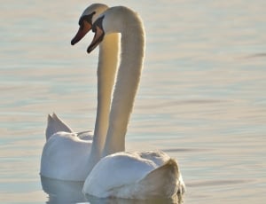 2 white swan thumbnail