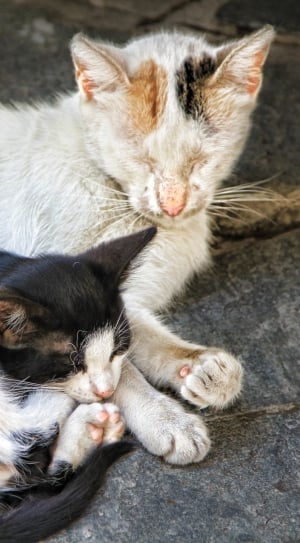 closeup photo of white cat with kitten thumbnail