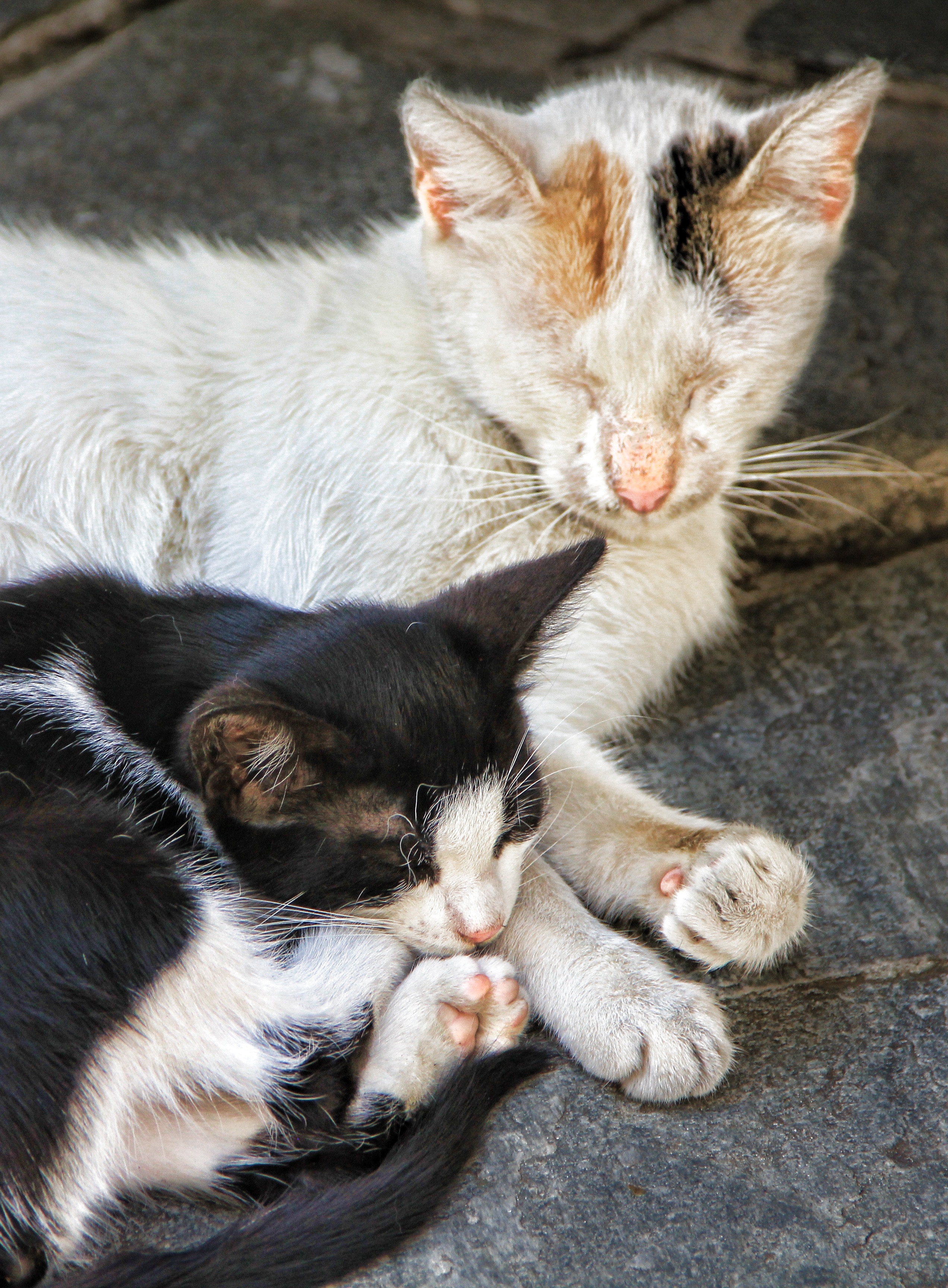 closeup photo of white cat with kitten