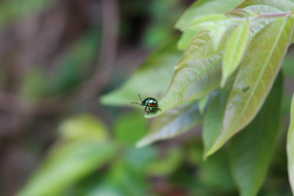Leaf, Bug, Garden, Nature, Insect, Green, one animal, insect preview