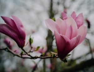 selective blurry photography of pink petal flower thumbnail