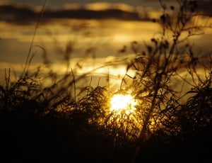 silhouette of grass beside body of water during sunset thumbnail