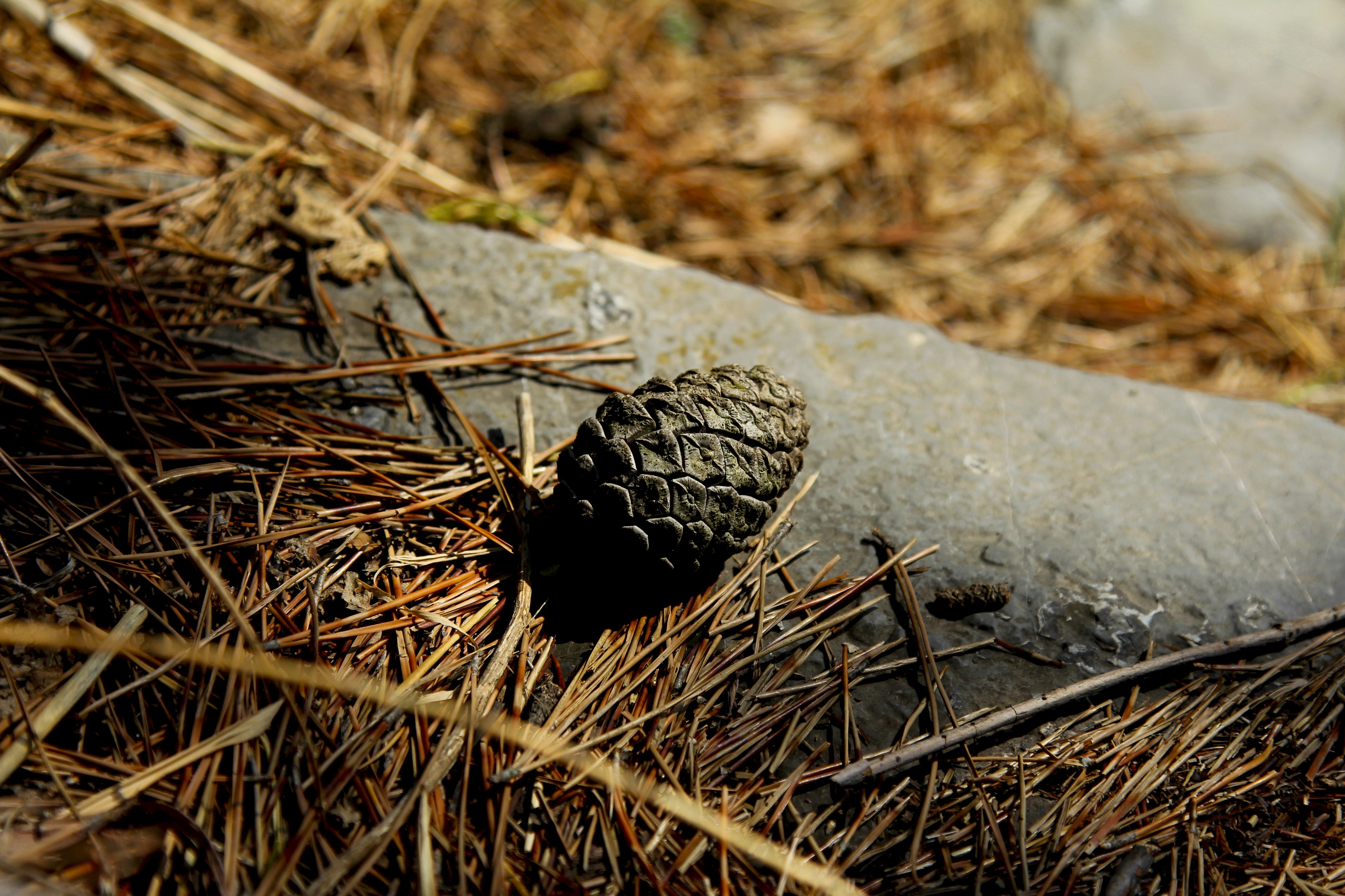 black pine cone