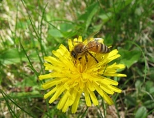 photo of bee on yellow petaled flower thumbnail