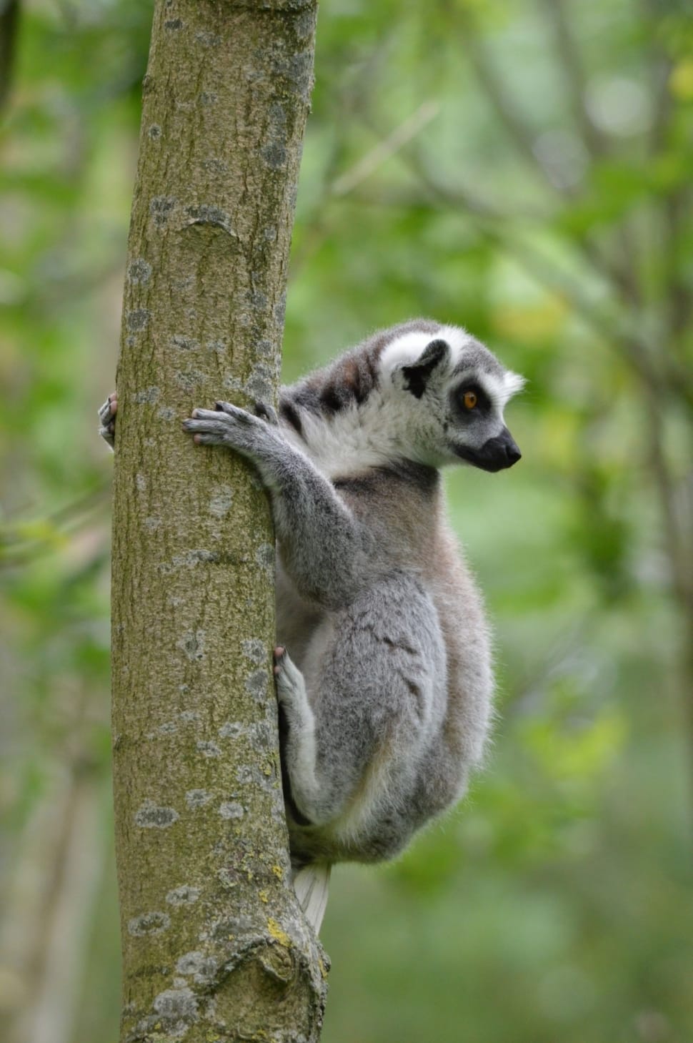 Tropical, Lemurs, Ring-Tailed Lemur, tree trunk, tree preview