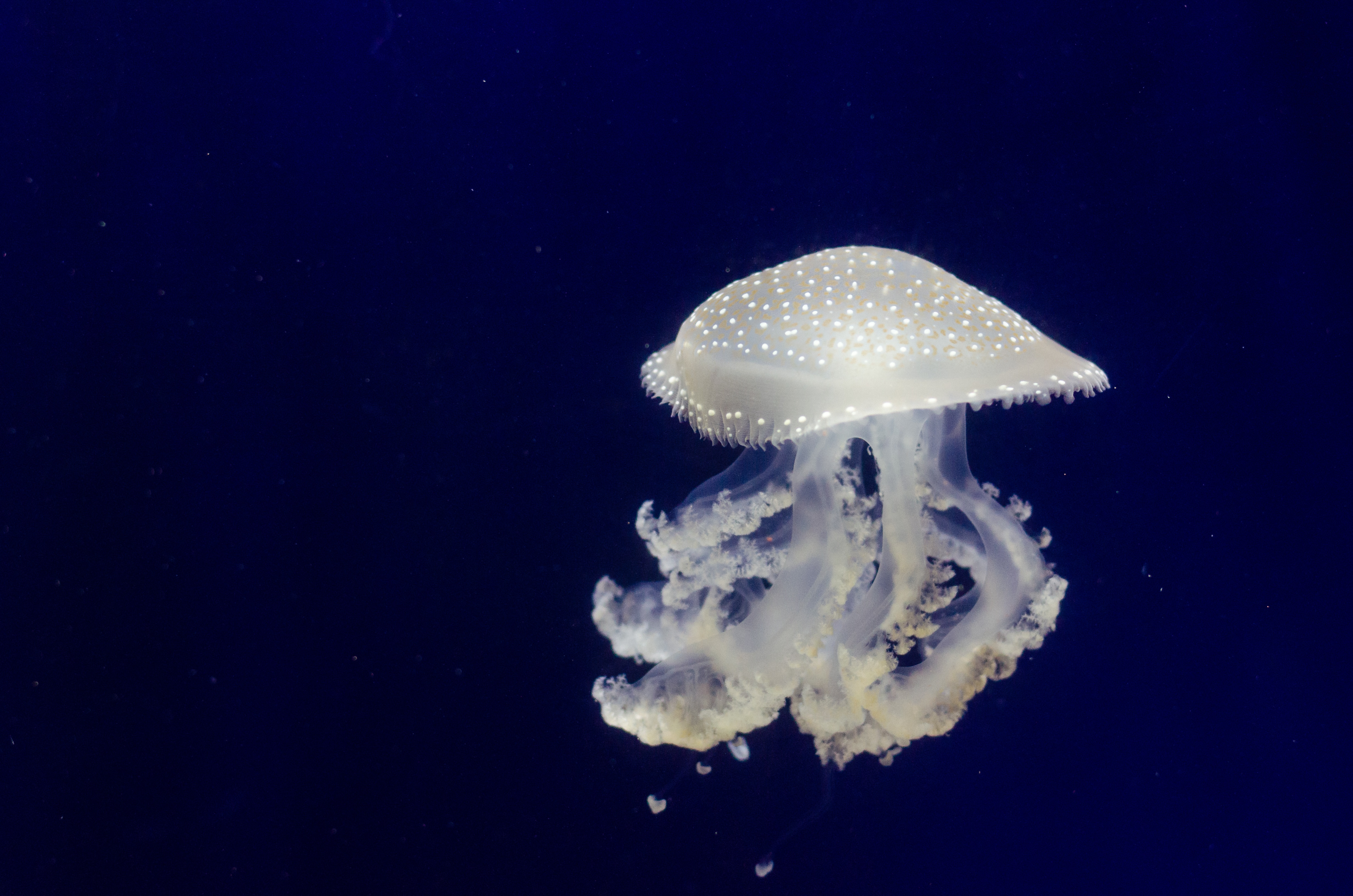 Jellyfish, blue water