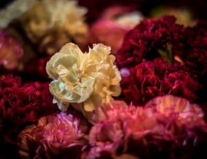 white, pink, and red bunch of flowers thumbnail