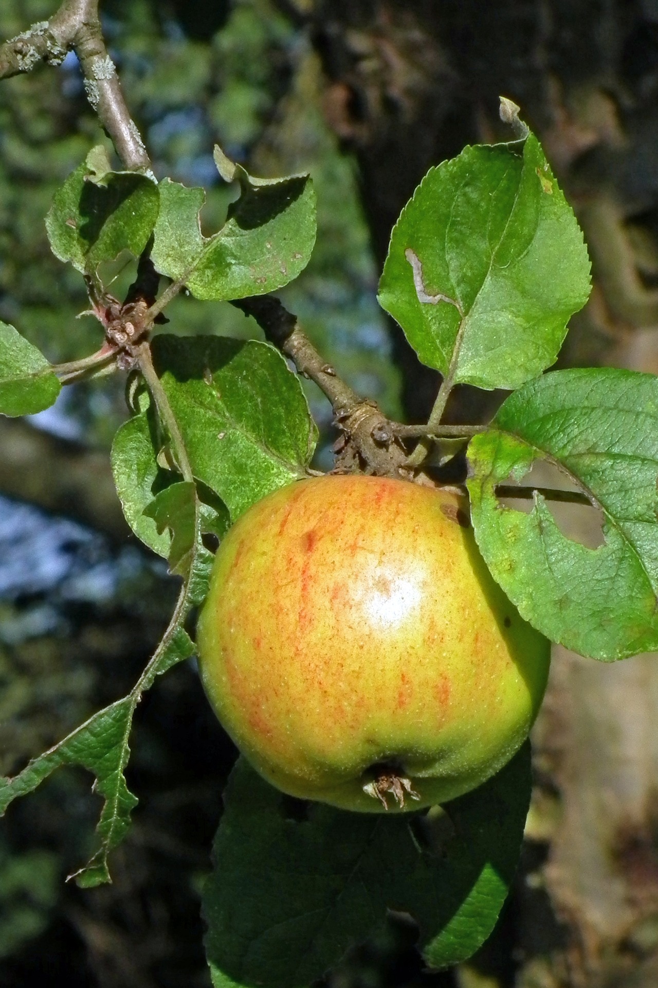unripe apple