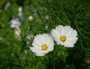 two white and yellow flower thumbnail