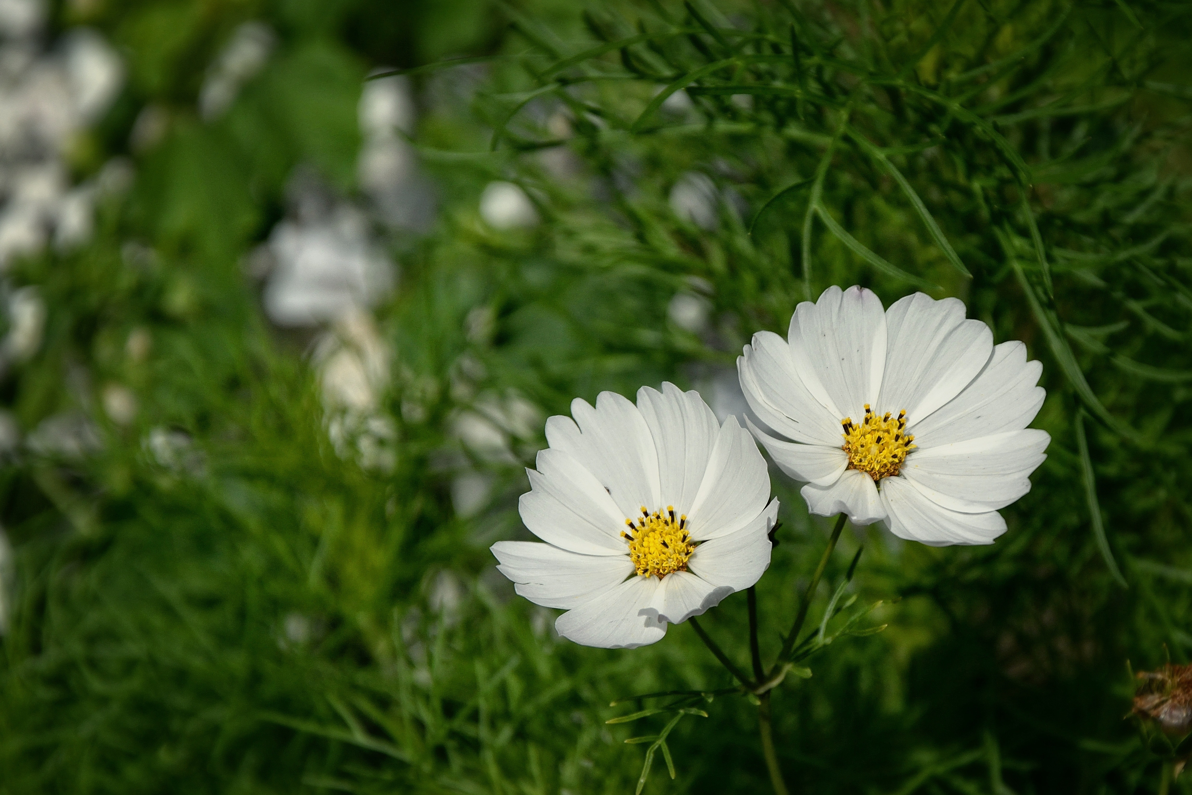 two white and yellow flower