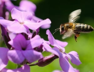 Bee, Collect, Pollen, Honey, Flower, flower, insect thumbnail