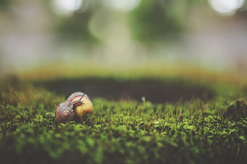 garden snail on acorn preview