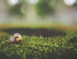 garden snail on acorn thumbnail