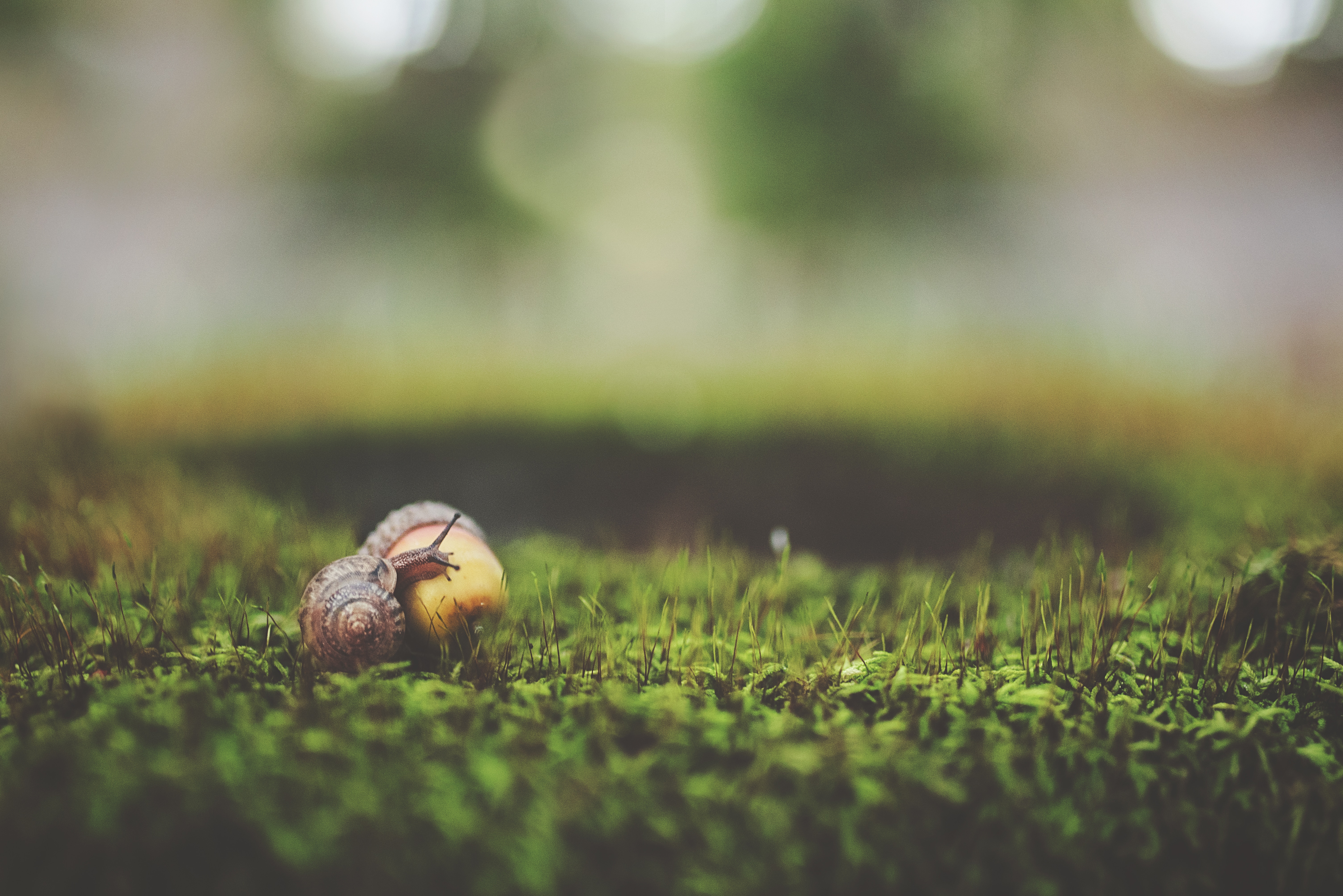 garden snail on acorn