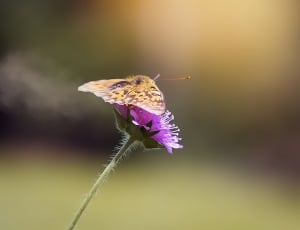 spotted fritillary butterfly thumbnail