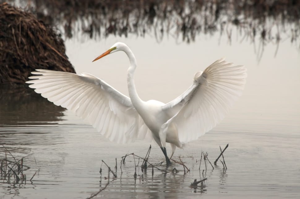white long beaked bird on body of water preview