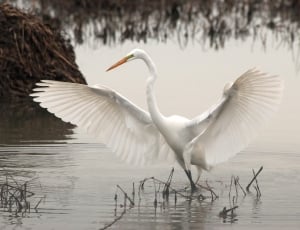 white long beaked bird on body of water thumbnail