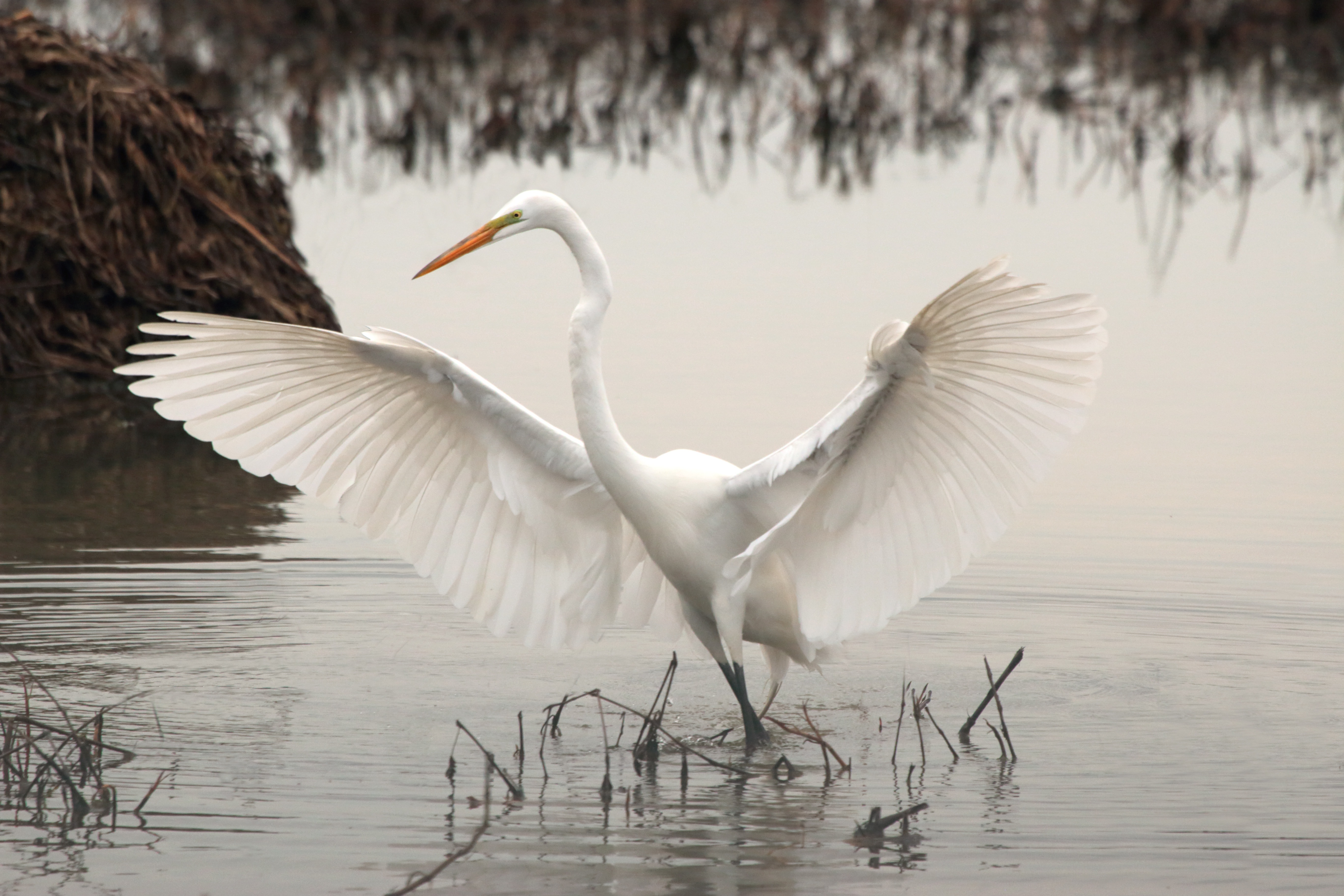 white long beaked bird on body of water