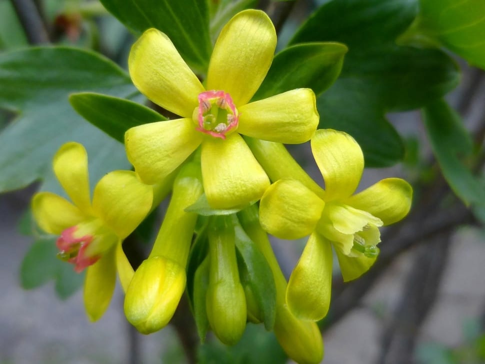 yellow cluster 5 petaled flower preview