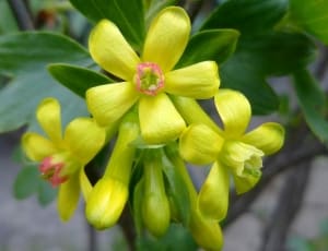 yellow cluster 5 petaled flower thumbnail