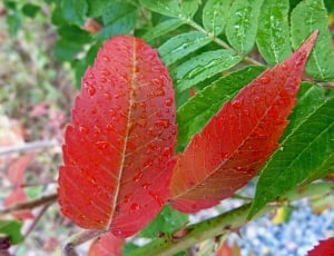 red and green leaf plat thumbnail