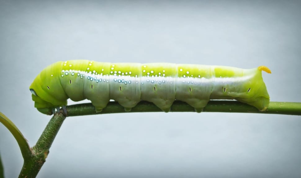 green caterpillar preview