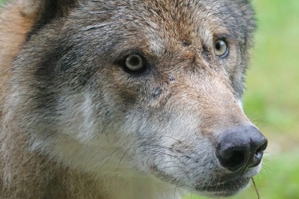 European Wolf, Wolf, Predator, animal wildlife, one animal preview