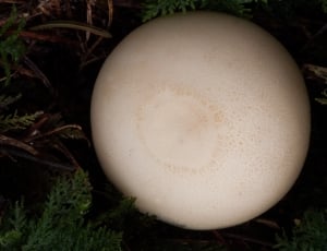 white and beige mushroom thumbnail