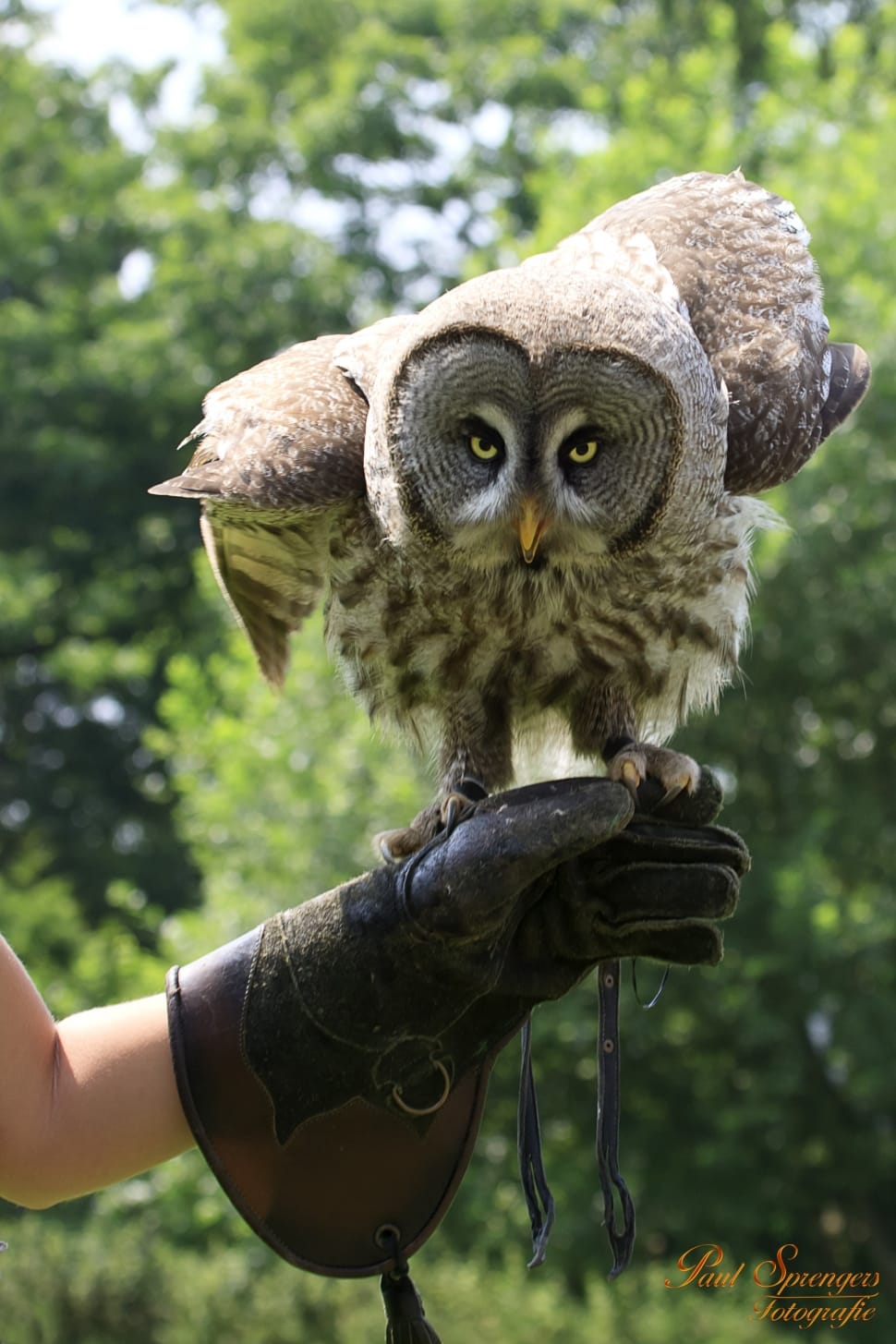 person holding gray and brown owl while wearing black leather gloves preview
