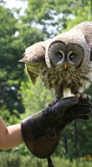 person holding gray and brown owl while wearing black leather gloves thumbnail